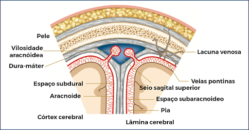 Representação esquemática das meninges.