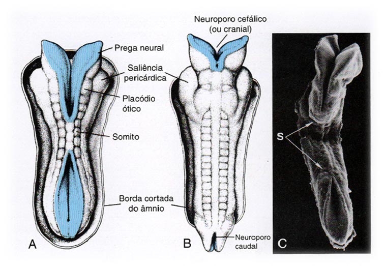 Formação do tubo neural: bases embriológicas