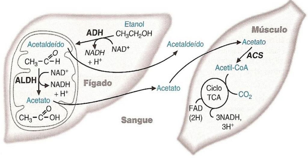 Metabolismo do etanol no corpo humano