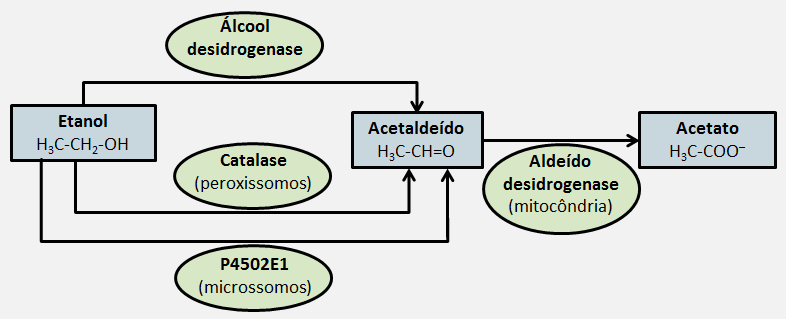 Metabolismo do etanol