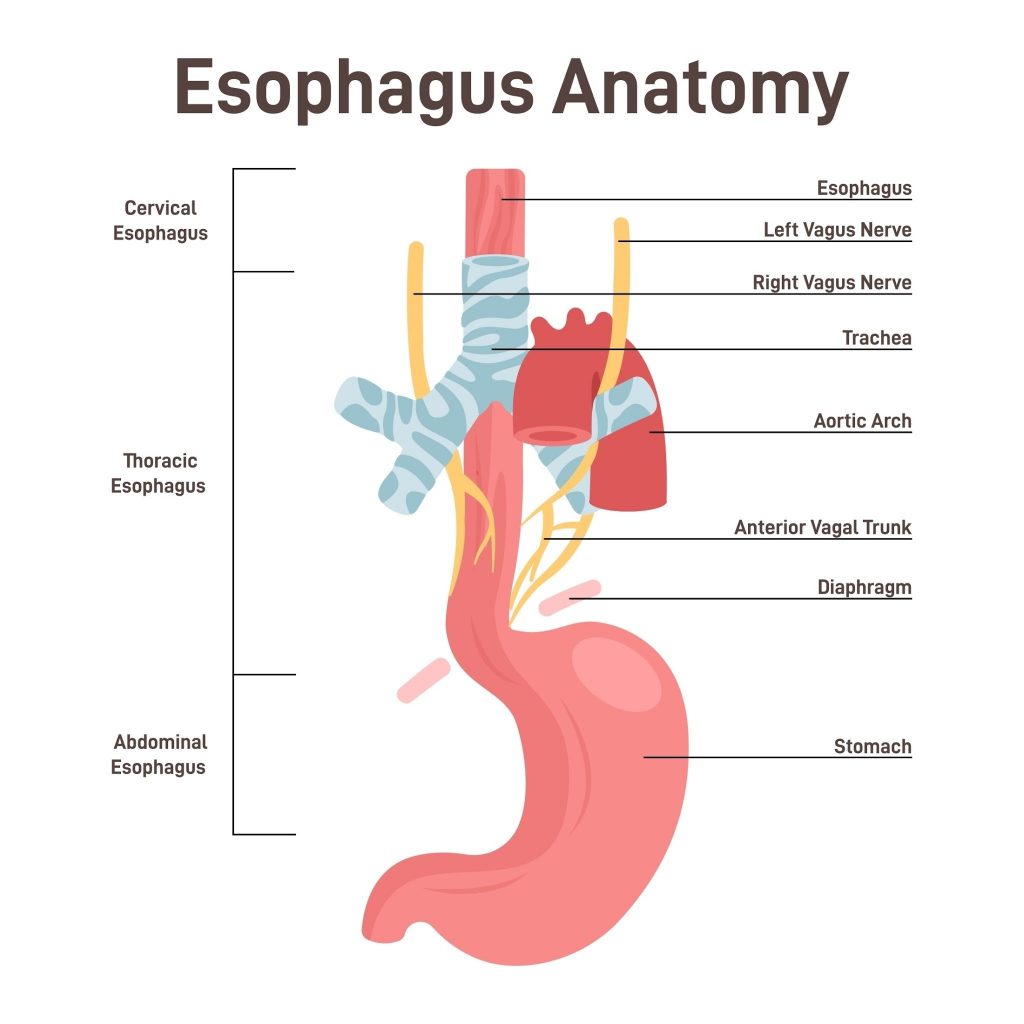 Doenças do esôfago: acalasia, divertículos e esôfago de Barrett